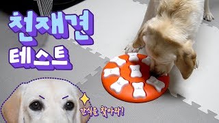 Testing My Dog's intelligence  (Labrador Retriever) LV1~3 Nina Ottosson Dog Toys