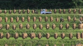 探訪・消えゆく原風景「稲杭」　山形県山辺町「大蕨の棚田」