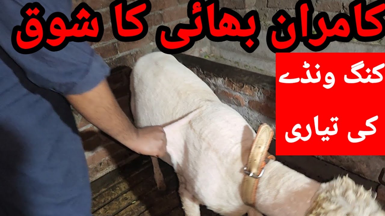 کنگ ونڈے کی 3 ماہ کی تیاری چیک کریں ماشاءاللہ گوجرانوالہ سے کامران بھائی کا شوق 