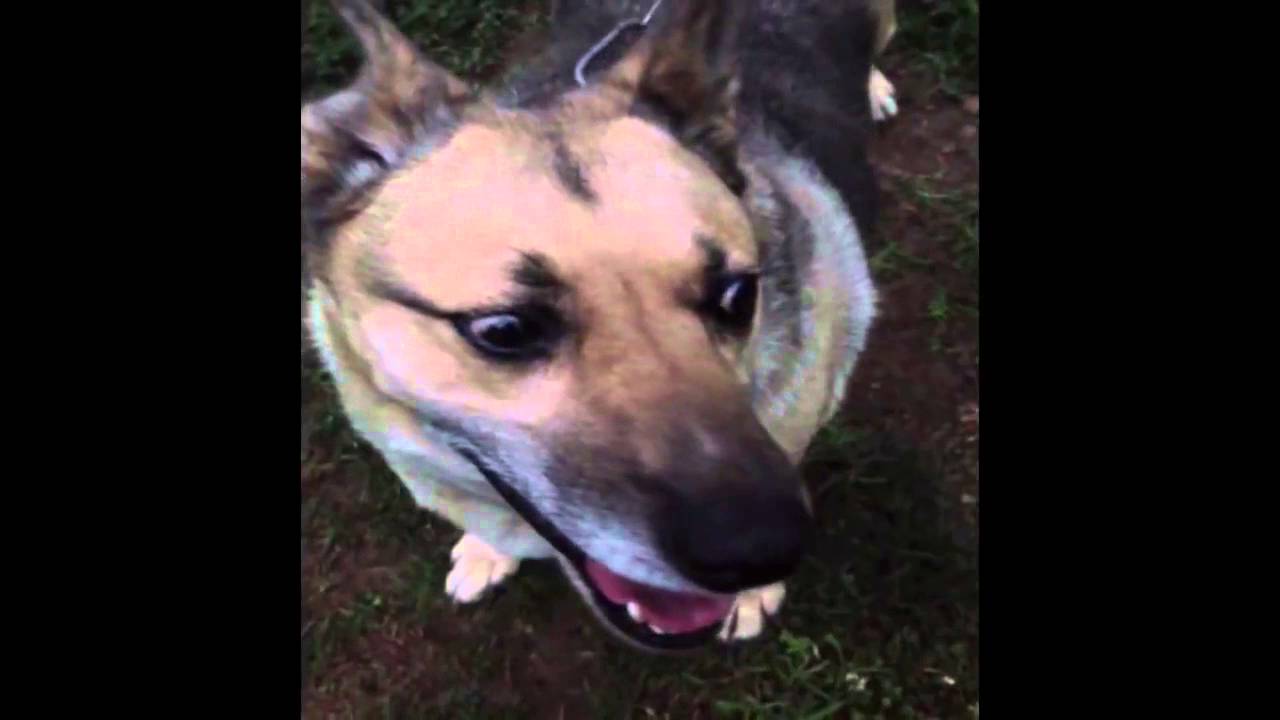 Уф собака. Dog Burp. Хозяин пукает собаке +100500