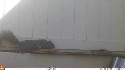 Squirrel vs. Victor Rat Trap