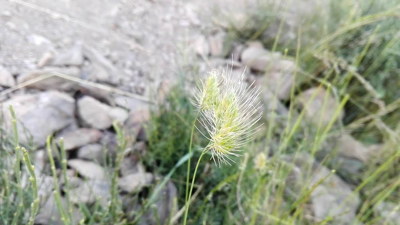 Cynosurus echinatus (Rough dog's-tail)