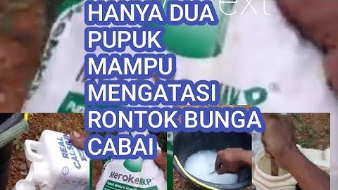 Cara mengatasi bunga cabai agar tidak mudah rontok.