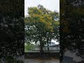 風雨中堅強的黃花樹 #music #relaxingmusic