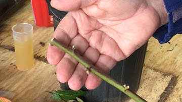 PROPAGATING THE OLD FASHIONED WAY - ROOTING BLACKBERRY CUTTINGS - FREE PLANTS