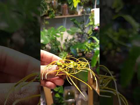 Snake Plant Propagation