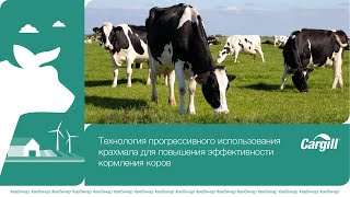 Технология прогрессивного использования крахмала для повышения эффективности кормления коров 1