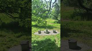 Sunny day in the forest.