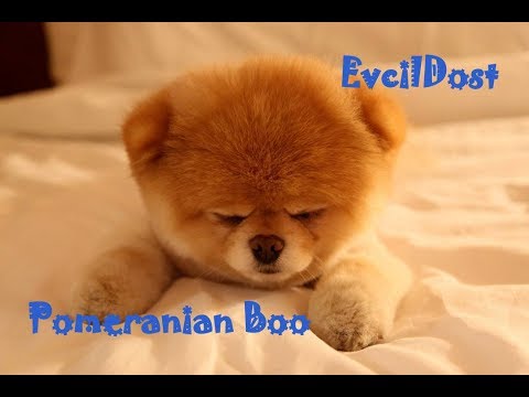 Video: Emekli Polis veya Ordu Köpeği Evlat Edinmek