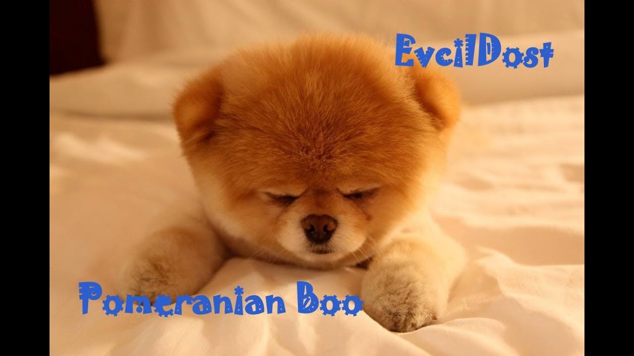Pomeranian Boo Ozellikleri Youtube