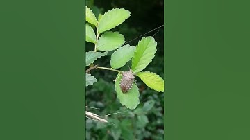 Brown marmorated stink bug(BMSB) (Halyomorpha halys)