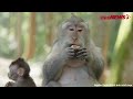 Sốc cảnh khỉ mẹ liên tục vuốt ve ôm con vào lòng tại vườn thú! | VTC News