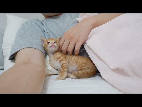 Once a Kitten Comes <strong>Into</strong> My Arms, It <strong>Never</strong> Wants to Leave!