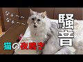 【鳴き声】つらいもう限界。助けて。。。なんでそんなに大きな声で鳴き続けるの?