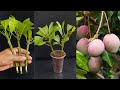 How to propagate mango tree from cuttings with aloe vera || Grow mango cutting with 100% success