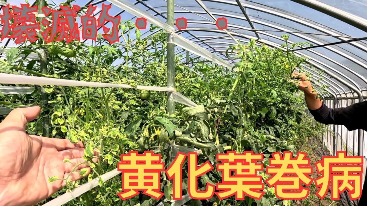 【最悪】今年の生育状況お伝えします