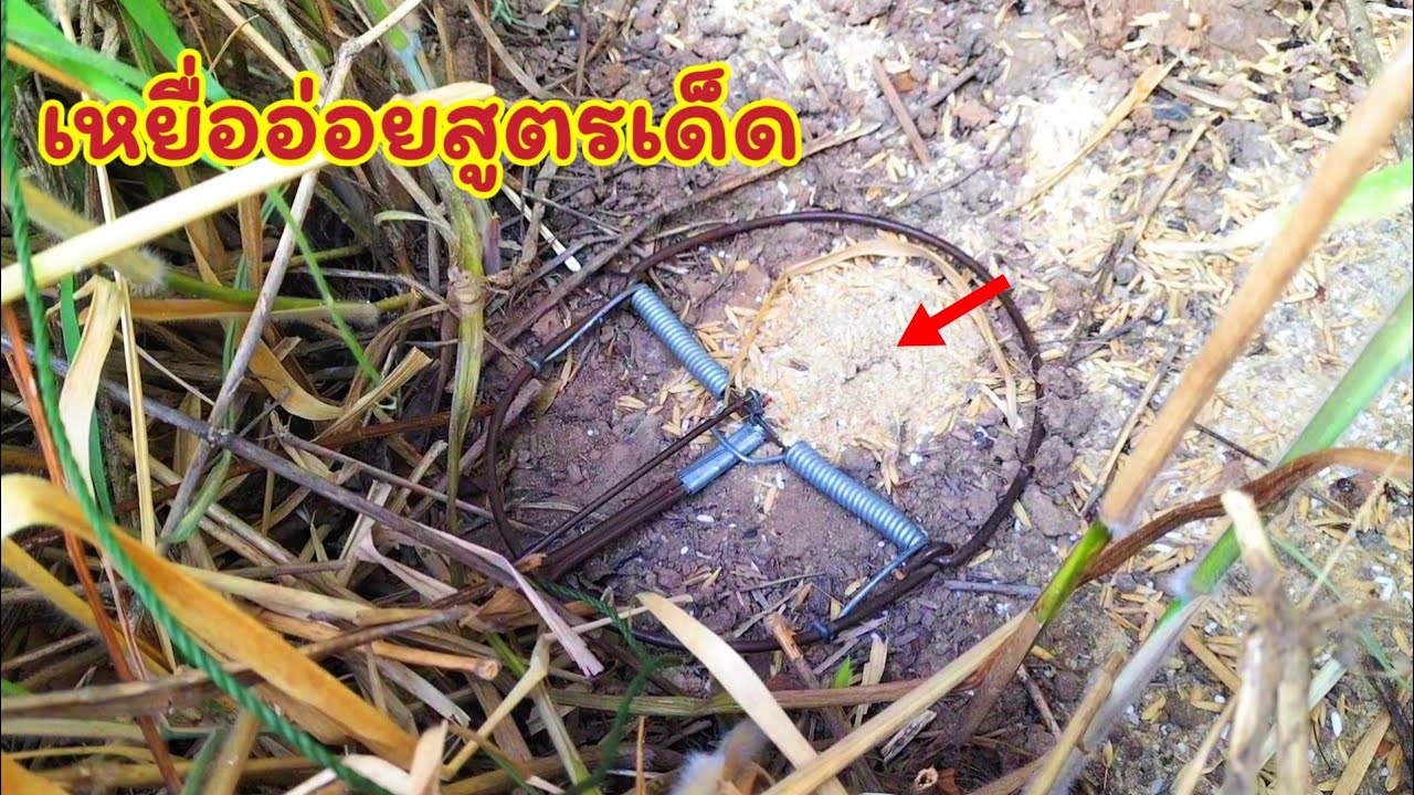 ดักหนูนาหาอยู่หากิน โหดจัด! หมานเกินต้านจริงๆ หมานสุดๆจนฉุดไม่อยู่ หมานเกินบรรยาย อะไรจะหมานขนาดนั้น