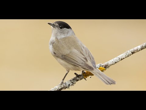   تغريد عصفور التيان عصفور التين للصيد صوت نار