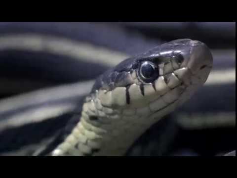 Video: Yılanlar Nasıl çiftleşir