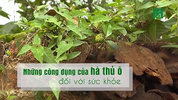 Những công dụng của hà thủ ô với sức khỏe| VTC14
