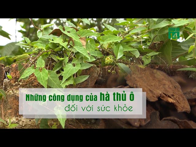 Những công dụng của hà thủ ô với sức khỏe| VTC14