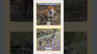 Fox Vs. Coyote Clash Of The Canids