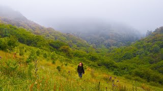 We moved to a remote Welsh valley | no electricity or running water but lush Celtic rainforest!