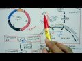 Role of pRB in cell cycle control