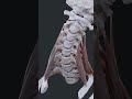 قوة و مرونة عضلات الرقبة 