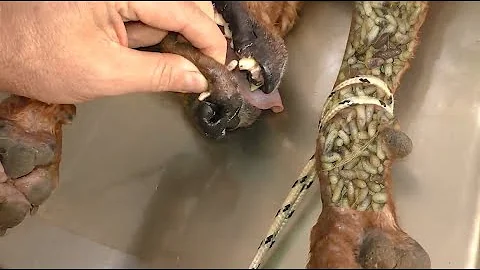 犬に寄生虫