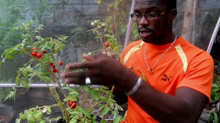 GROWING CHERRY TOMATOES IN A POT | UPDATE 1 | Agrosuede