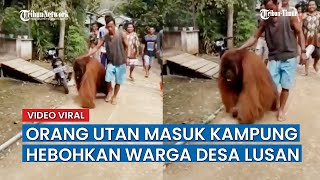 Orangutan Masuk Permukiman, Nampak Lelah dan Kelaparan di Kabupaten Penajam Paser Utara