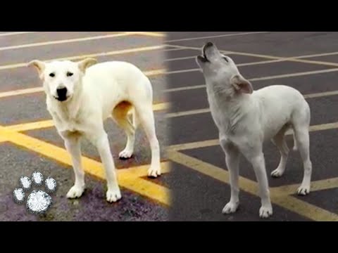 Video: Perro aulló por días en el estacionamiento donde fue abandonada por su dueño