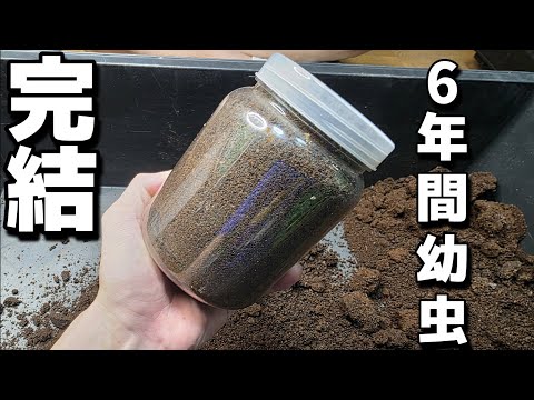 標本　奄美ミヤマ3♂ みち標本屋 (@insect_project) / X