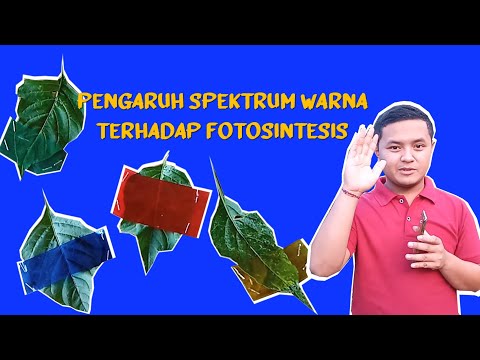 Video: Mengapa cahaya diperlukan untuk fotosintesis?