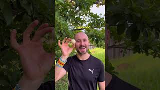 Conhece essas frutas nativas? #plantas #frutas #comida