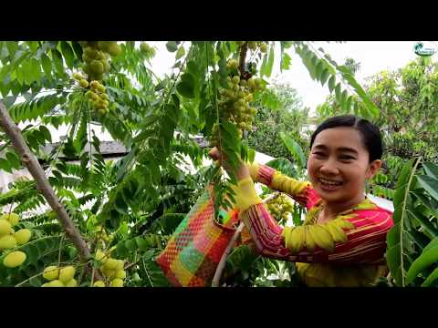 Video Leo lên nóc nhà hái trái Chùm Ruột - Hương vị đồng quê... - youtube