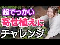 超でかい寄せ植え　チャレンジ　睡蓮鉢　穴あける【おうちでガーデニング】開花園チャンネル