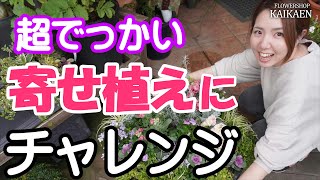 超でかい寄せ植え　チャレンジ　睡蓮鉢　穴あける【おうちでガーデニング】開花園チャンネル