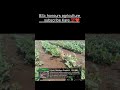 garmi ke Mausam mein fasal taiyar ki Ja Rahe Hain trial ke dwara college mein hybrid variety