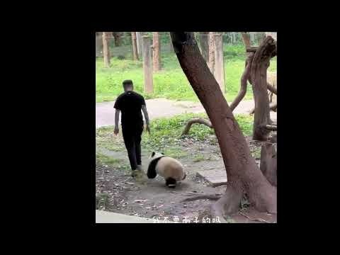 不想「下班的」熊貓,超級搞笑🤣🤣，最後還是被奶爸抱回去。