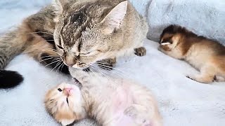 ママ猫のグルーミングに必死に抵抗する子猫【Kitten desperately resisting mom cat's grooming】#猫#子猫#kitten#cat by Pretty Cat  3,002 views 4 months ago 3 minutes, 8 seconds