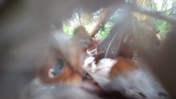 DJI Spark and DJI go 4 edit