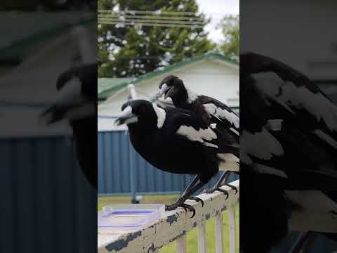 Magpie sounds and baby singing #shorts