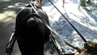 Carriage horse rein handling Achenbach turn