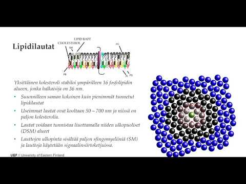 Sähköfysiologia 7 kolesteroli ja lautat