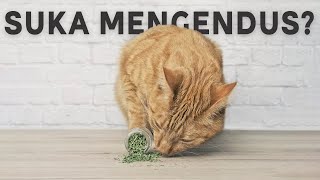 Mengapa Kucing Suka Mengendus Apa Saja yang Ditemuinya by Kucing Meong 171 views 9 months ago 3 minutes, 33 seconds