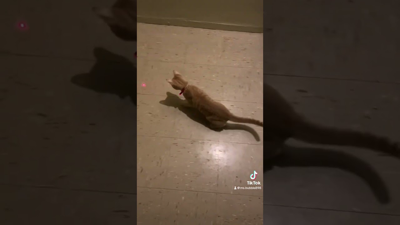 Msbubbles got a new toy 🧸🐈🩷