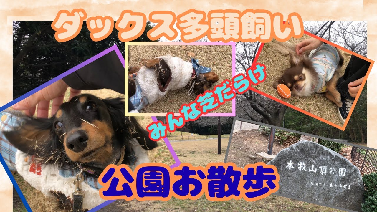 【エトワとステラ】本牧山頂公園お散歩　ちぃ太くんと一緒　みんな芝だらけ