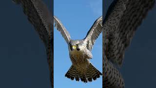 Fastest Bird on Earth in Action 💥🦅 #Wildlife #NatureDocumentary #Epic